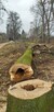 wycinanie drzew-przygotowanie terenu po budowę - 3