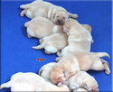 BISZKOPTOWE SZCZENIĘTA LABRADOR RETRIEVER - 6