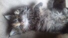 Kocięta MaineCoonXXXL - 6