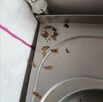 Zwalczanie Prusaków Karaczanów w Twojej okolicy - 6