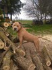 Amstaff american staffordshire terrier krycie reproduktor - 5
