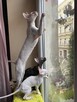 Cornish Rex-kotki z Hodowli Twisted Pets*PL FiFe - 11