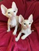 Cornish Rex-kotki z Hodowli Twisted Pets*PL FiFe - 14