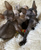Cornish Rex-kotki z Hodowli Twisted Pets*PL FiFe - 8