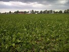 Pracujące GOSPODARSTWO ROLNE. - 700 ha - 7