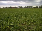 Pracujące GOSPODARSTWO ROLNE. - 700 ha - 8