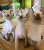 Cornish Rex-kotki z Hodowli Twisted Pets*PL FiFe - 6