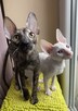 Cornish Rex-kotki z Hodowli Twisted Pets*PL FiFe - 13