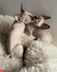 Cornish Rex-kotki z Hodowli Twisted Pets*PL FiFe - 12