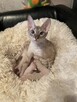 Cornish Rex-kotki z Hodowli Twisted Pets*PL FiFe - 10