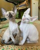 Cornish Rex-kotki z Hodowli Twisted Pets*PL FiFe - 7