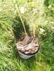 Orzech czarny sadzonki w pojemnikach , doniczka - 2