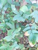 Orzech czarny sadzonki w pojemnikach , doniczka - 1