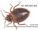 likwidacja pluskiew - dezynsekcja - 600443462 - 2