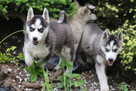 Szczeniaki Siberian Husky haskie niebieskookie - 7