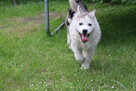 Szczeniaki Siberian Husky haskie niebieskookie - 4
