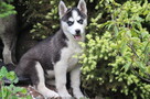 Szczeniaki Siberian Husky haskie niebieskookie - 8