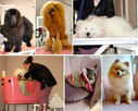Psi Fryzjer, salon pielęgnacji psów, Groomer, Poznań - 2