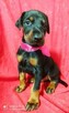 Szczenięta Doberman sprzedam - 2