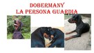 Szczenięta Doberman sprzedam - 5