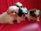 SHIH TZU z rodowodem - 2