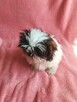 SHIH TZU z rodowodem - 3