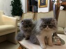 Persy! Kocięta perskie! - 8