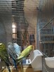 Papugi Rozelle nimfy faliste zeberki ryzowce mewki - 5