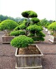 Taxus Bonsai - Cis Bonsai Niwaki - 1
