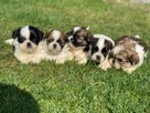 Szczenięta Shih Tzu - 2