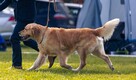 Golden Retriever ZKwP/FCI reproduktor/ krycie / złoty - 2