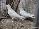 Gołębie Mewki Polskie Wysyłka - 12