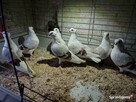 Gołębie Mewki Polskie Wysyłka - 7