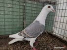 Gołębie Pocztowy Tarczowy Opal Wysyłka - 2
