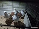 Gołębie Mewki Polskie Wysyłka - 4