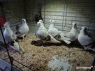 Gołębie Mewki Polskie Wysyłka - 2