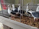 Gołębie Śląskie Tarczowe Czarne Wysyłka - 7