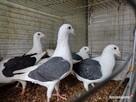 Gołębie Śląskie Tarczowe Czarne Wysyłka - 2