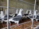 Gołębie Śląskie Tarczowe Czarne Wysyłka - 5