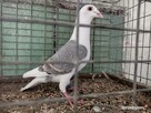 Gołębie Pocztowy Tarczowy Opal Wysyłka - 1