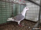 Gołębie Pocztowy Tarczowy Opal Wysyłka - 4