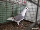 Gołębie Pocztowy Tarczowy Opal Wysyłka - 3