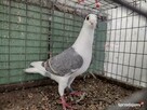 Gołębie Pocztowy Tarczowy Opal Wysyłka - 7