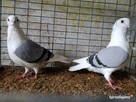 Gołębie Mewki Polskie Wysyłka - 3