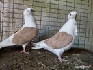 Gołębie Mewki Polskie Wysyłka - 6