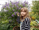 Szafirowa burza Solanum Rantonetti Psianka w doniczce - 4