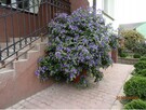 Szafirowa burza Solanum Rantonetti Psianka w doniczce - 2