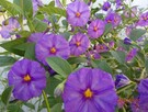 Szafirowa burza Solanum Rantonetti Psianka w doniczce - 5