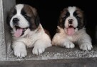Moskiewski Pies Stróżujący Bernardyn Kaukaz Azjata Owczarek - 9