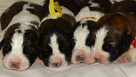 Moskiewski Pies Stróżujący Bernardyn Kaukaz Azjata Owczarek - 5